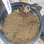 Gathering Seeds in May