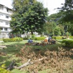 DSCN3714 - Railway Park Dead Tree Cleanup
