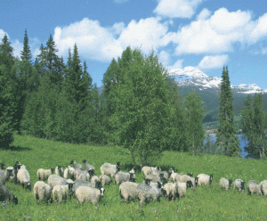 Sheep Grazing