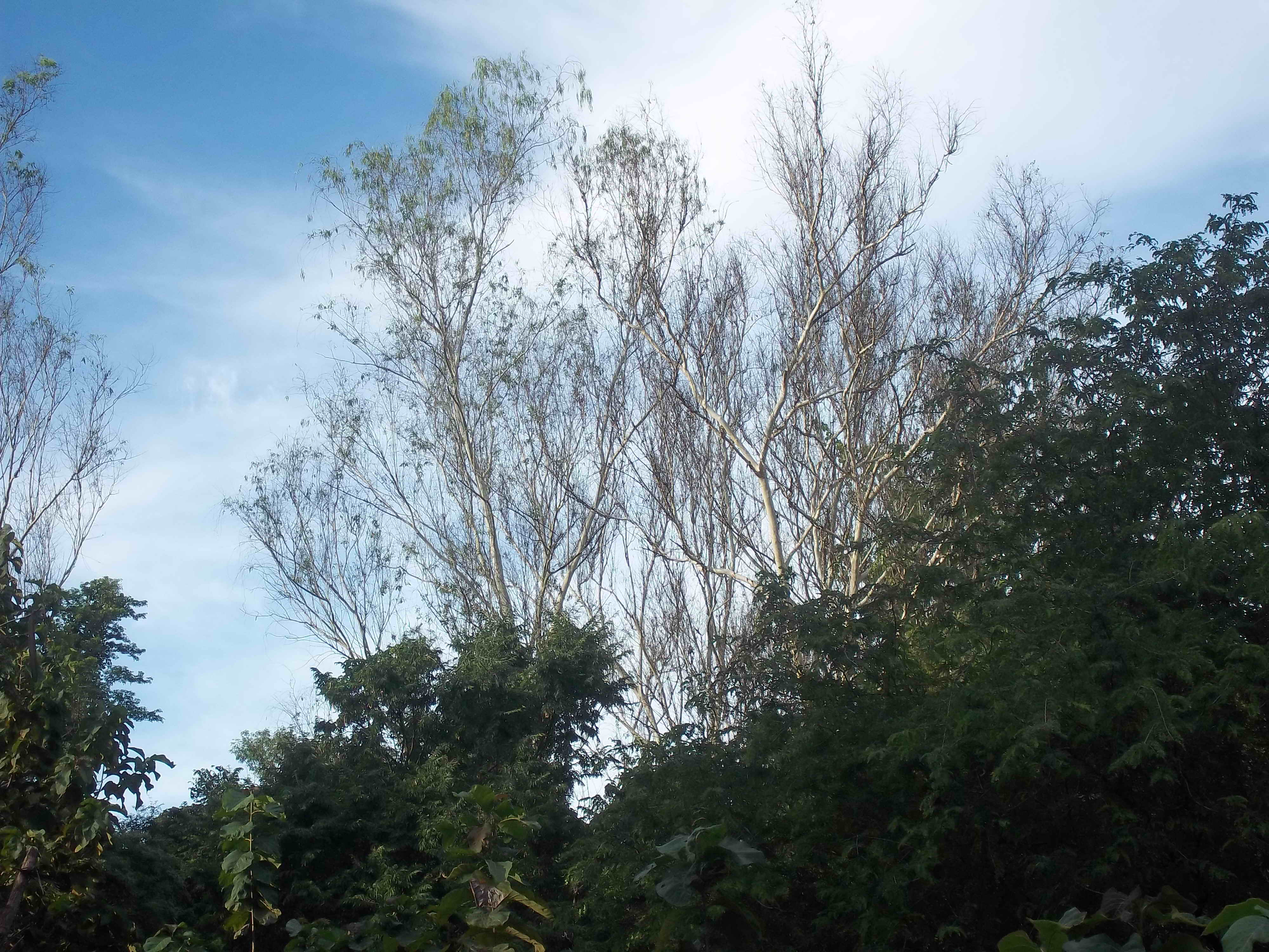 Is the End of the Thai Eucalypt Nigh?