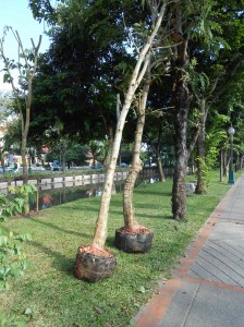 Tall trees with almost no remaining roots awaiting planting beside the Chiang Mai moat
