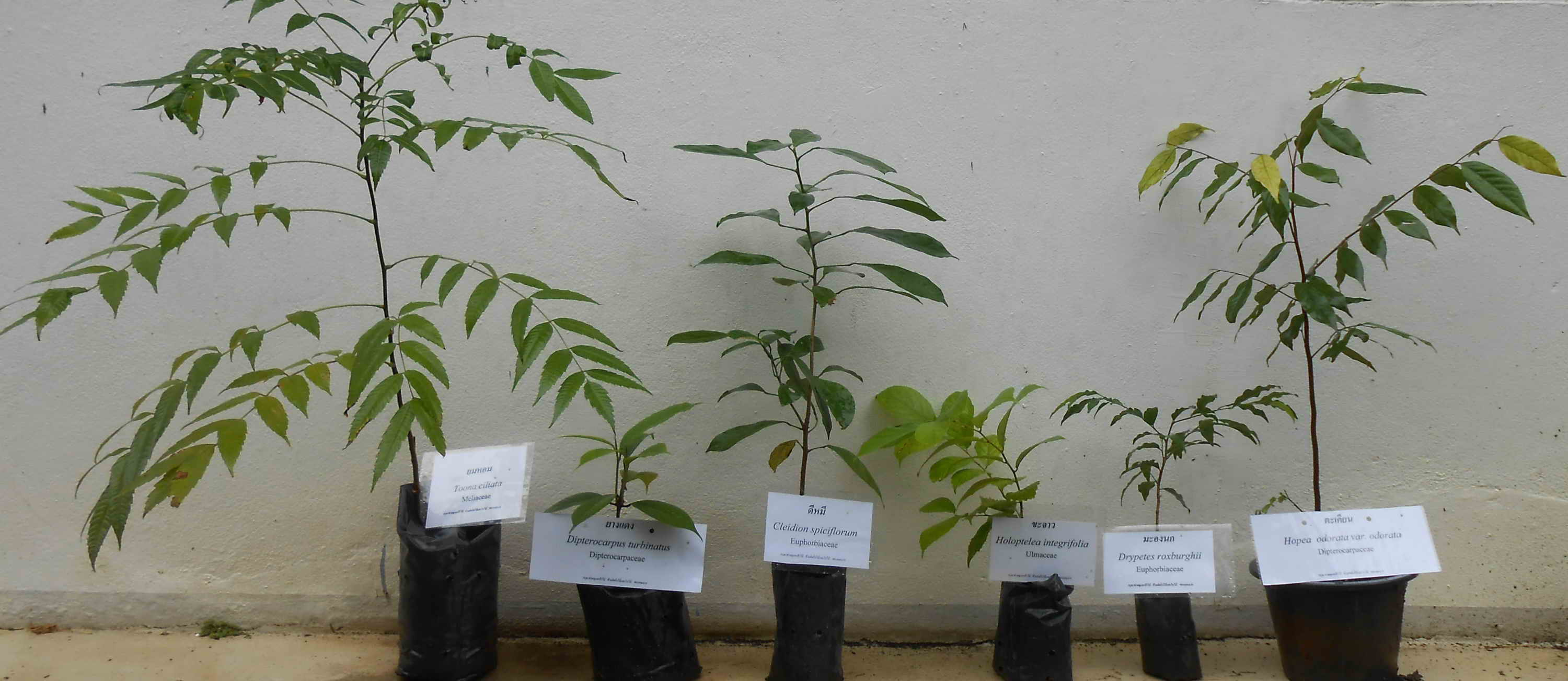 Gum Hak Doi Suthep welcomes new Chiang Mai Governor