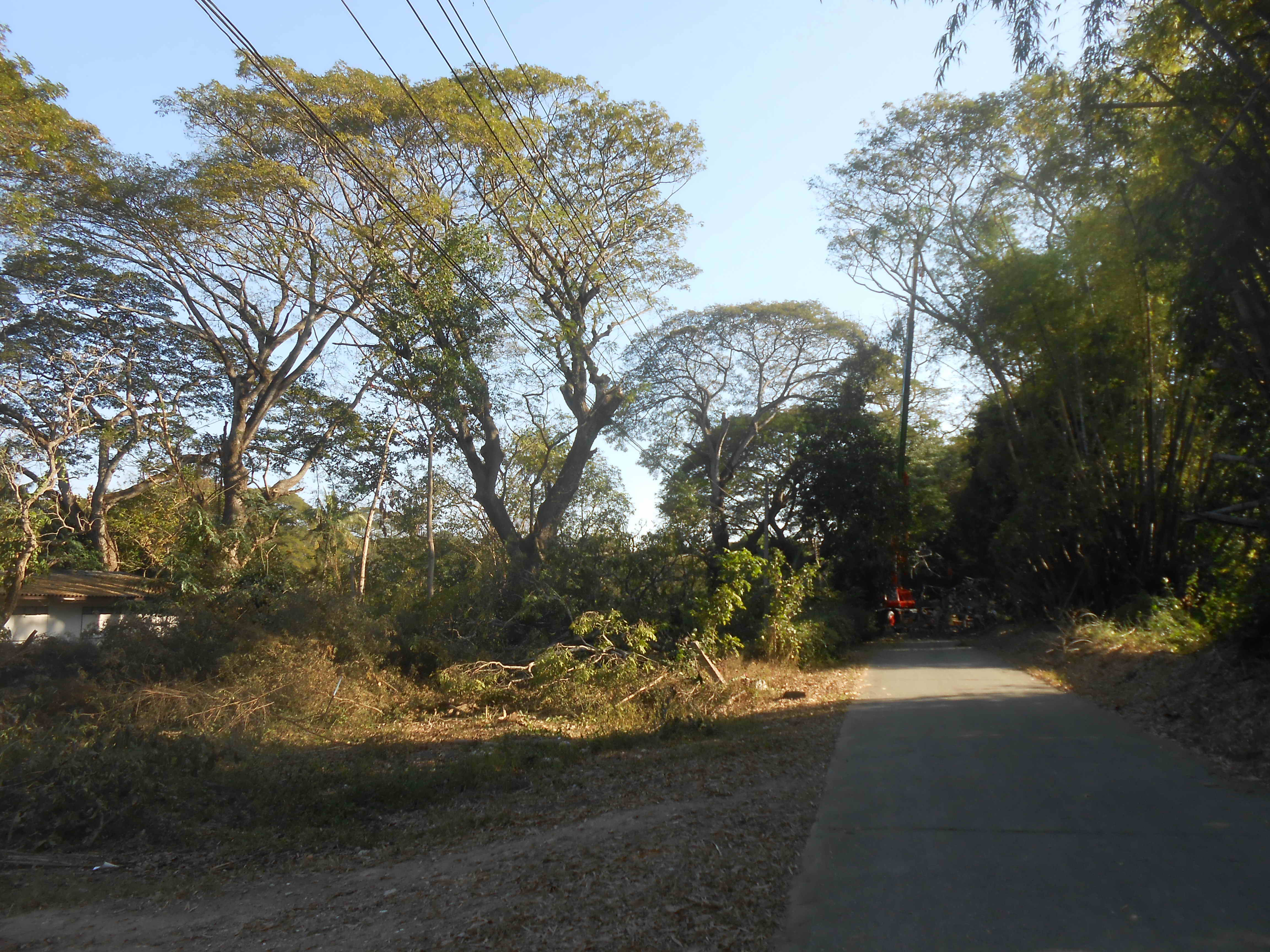 Chiang Mai Heritage Trees Axed